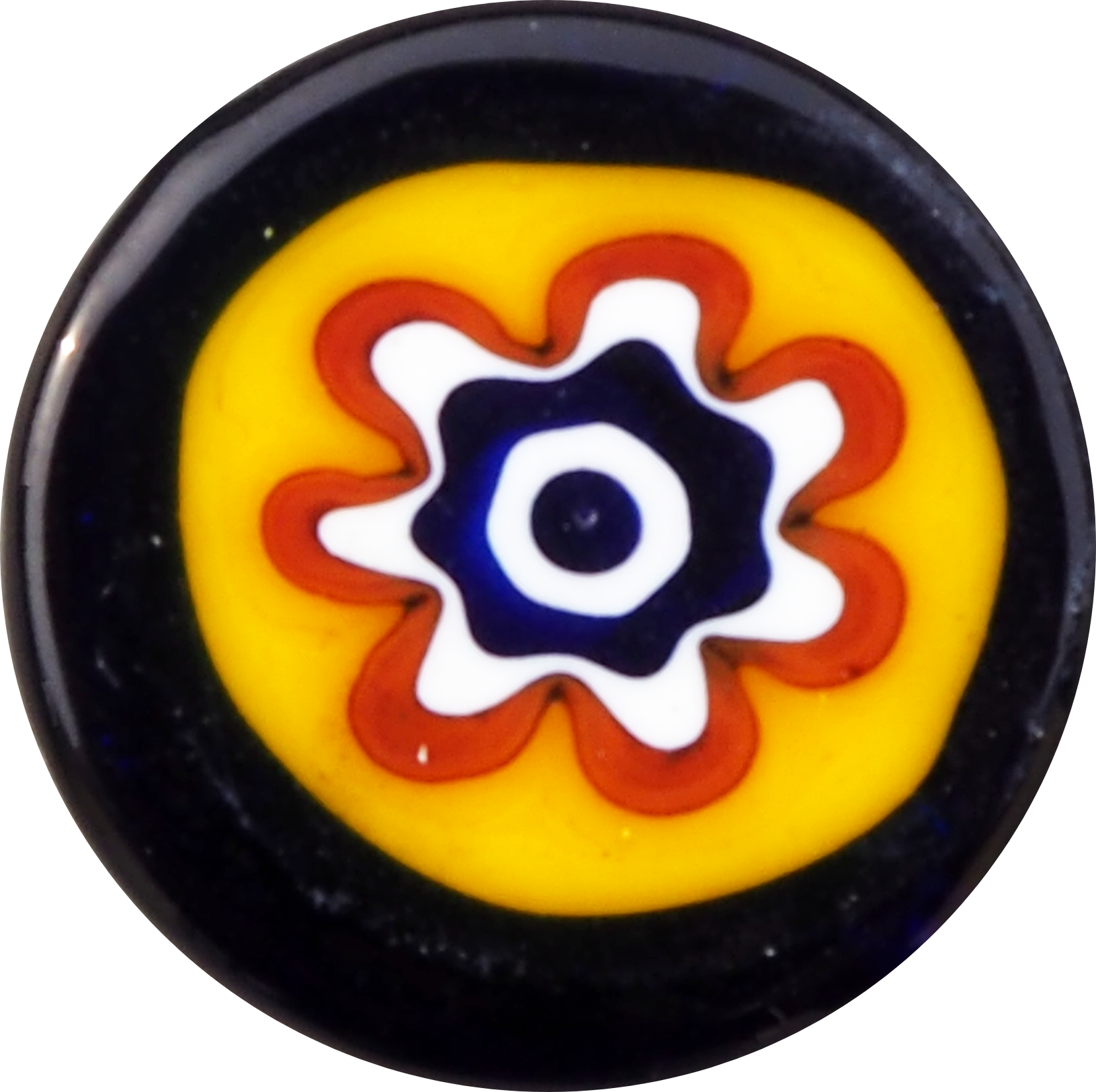 BLACK ANEMONE YELLOW